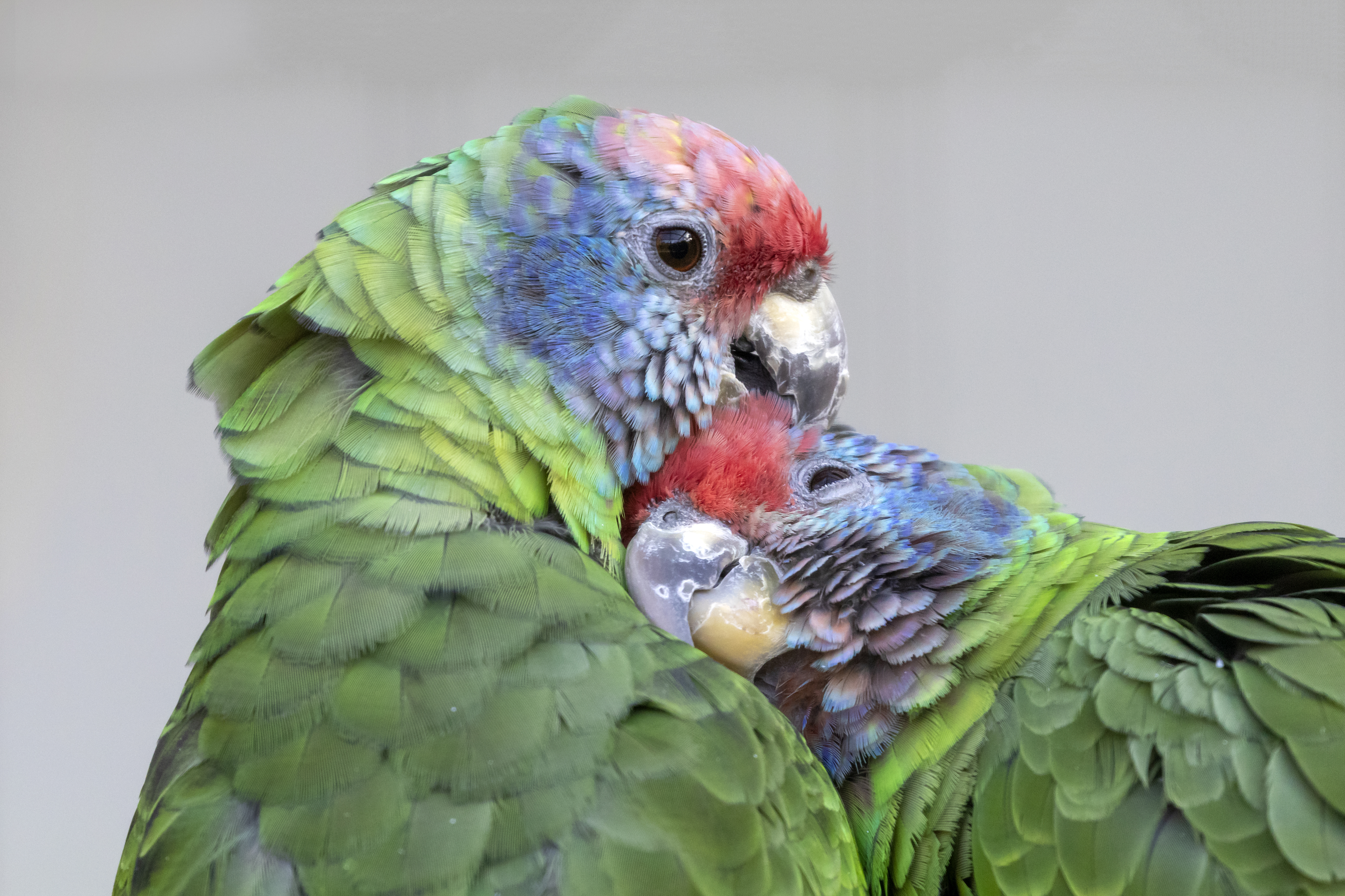 close up of wild colorful red-tailed Amazon parrots