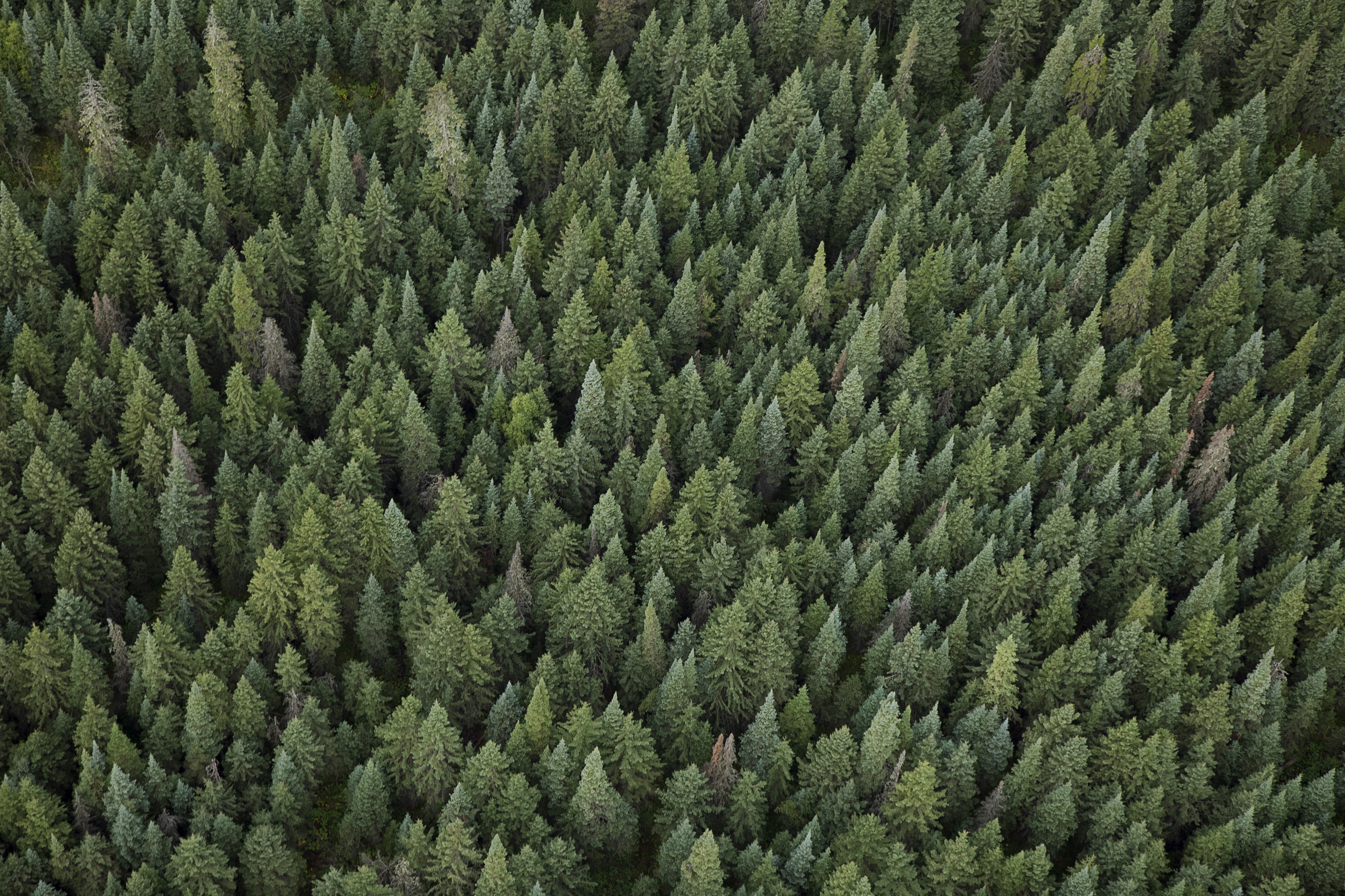 Aerial view of green treetops