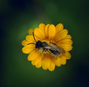 Spain, Andalucia, Granada, Loja, Worker bee pollinating yellow flower