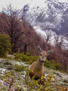 Huemul in Torres del Paine National Park