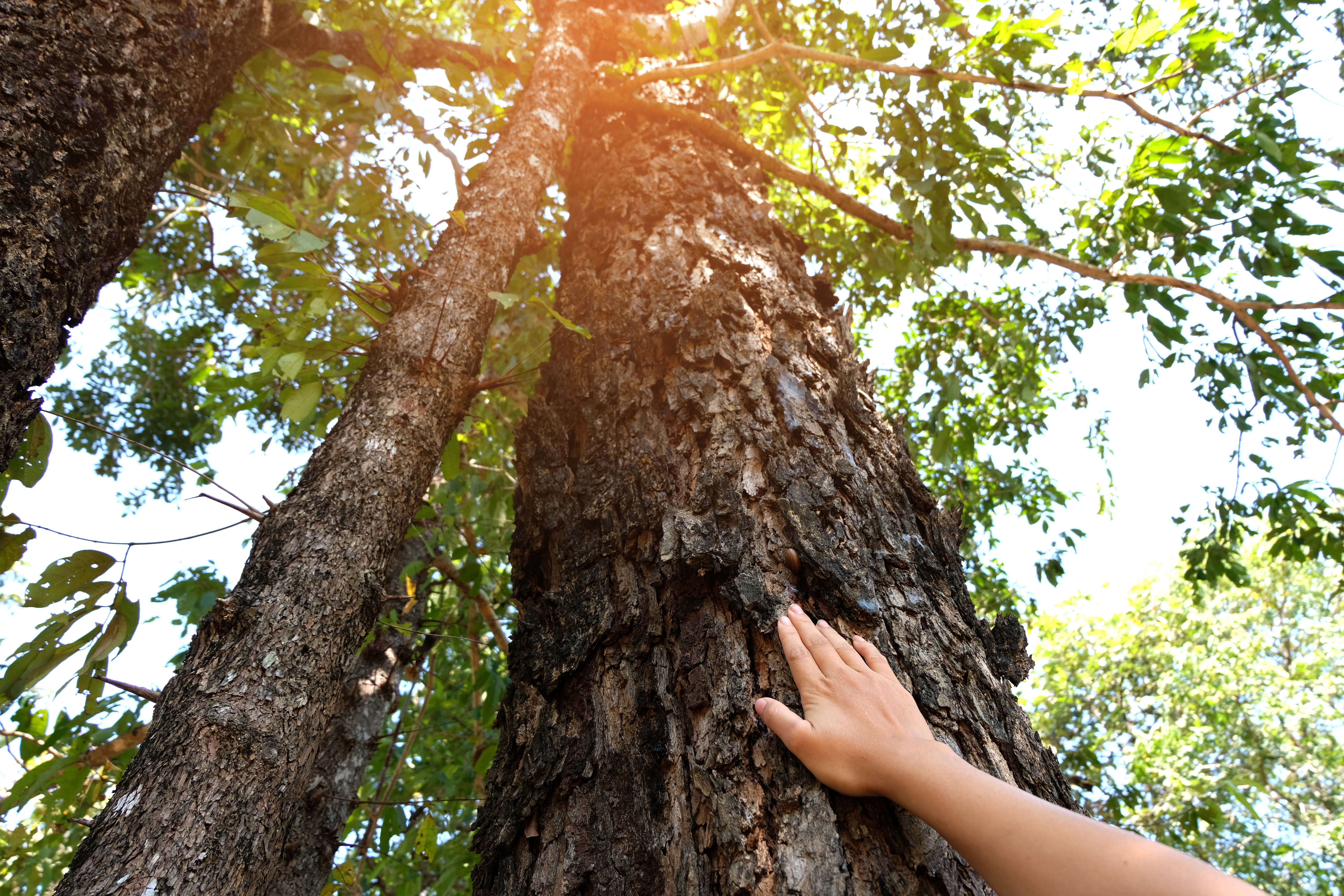 Cropped Hand Touching Tree Trunk